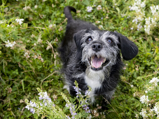 Prices | Rainbow Bridge Pet Funeral Services