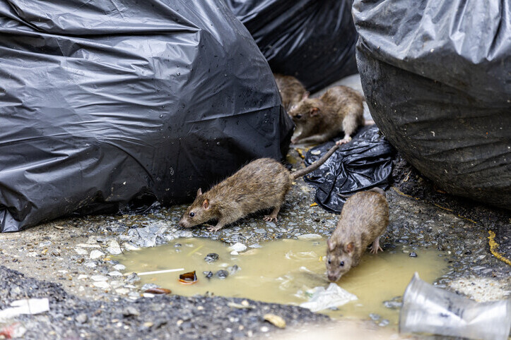 Gallery | Northdowns Pest Control Ltd | Pest control Guildford | Rodent control Guildford, Woking | Wasp nest removal Surrey