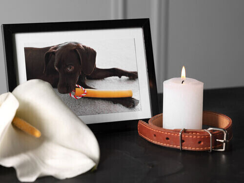 Pet Cremation FAQs | Rainbow Bridge Pet Funeral Services