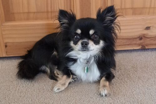 Coco