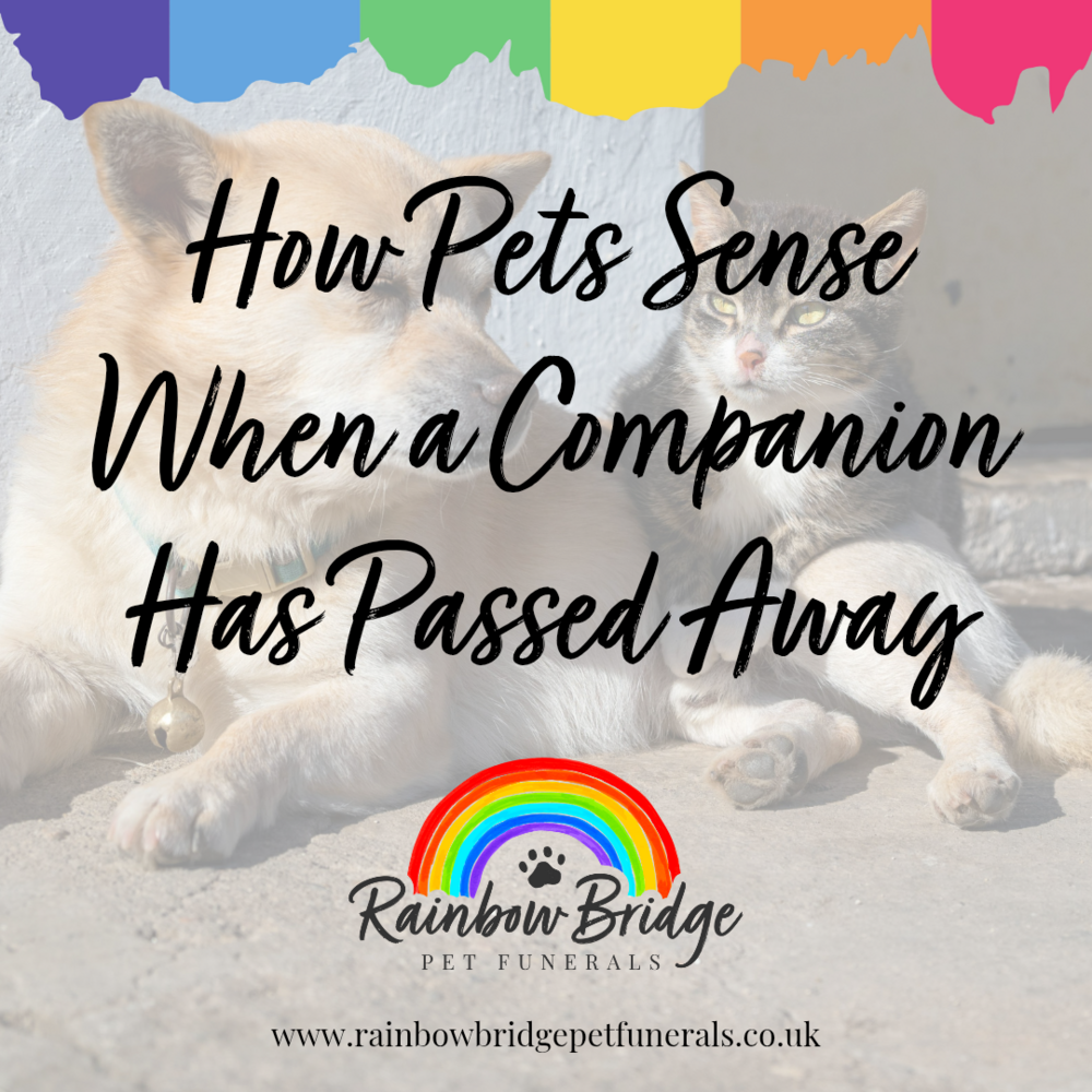 How Pets Sense When a Companion Has Passed Away | Rainbow Bridge Pet Funeral Services