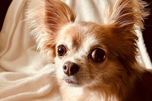 Penny