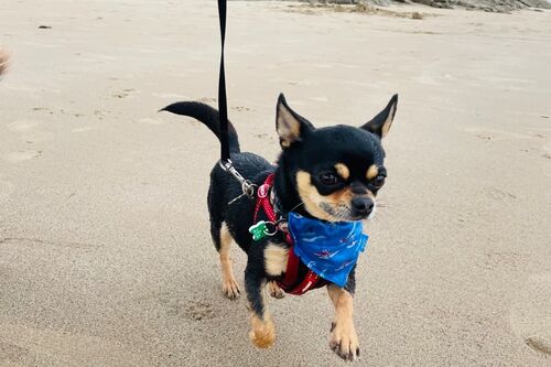 Enzo
