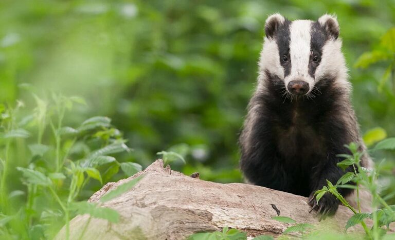 BNG gets an Update, check it out here! | Omega Ecology Ltd | Preliminary Ecological Assessment (PEA)  | Biodiversity Net Gain (BNG )   | Ecological Clerk of Works (ECoWs)   