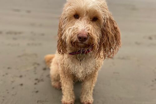 Gallery | Brixham Dog Training