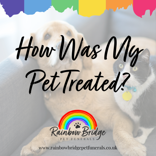 How Was My Pet Treated? Questions Every Pet Owner Should Ask |