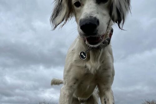 Gallery | Brixham Dog Training