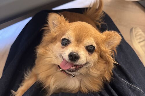 Tallulah