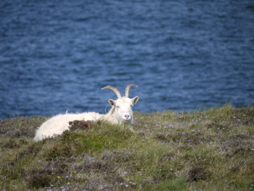 FULL - Isle of Anglesey, Wales 2026 - FULL