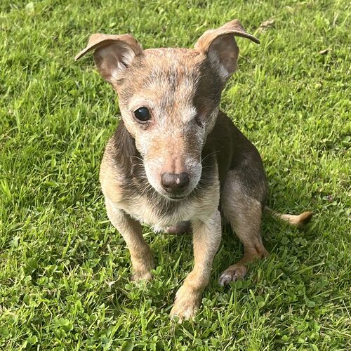 Online Book of Remembrance | Rainbow Bridge Pet Funerals