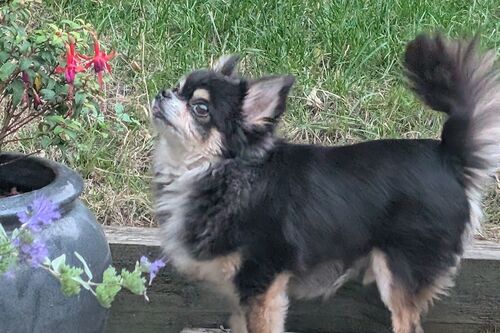 Ozzie