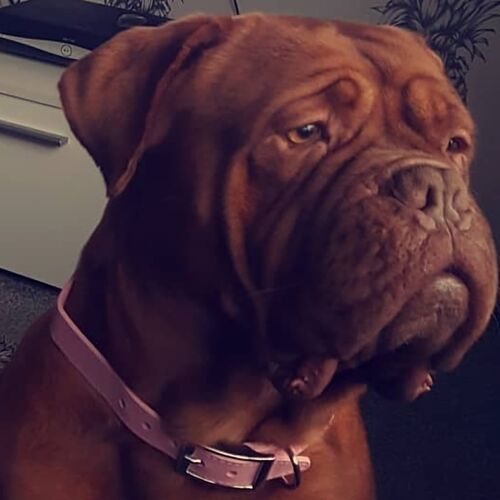 Online Book of Remembrance | Rainbow Bridge Pet Funeral Services
