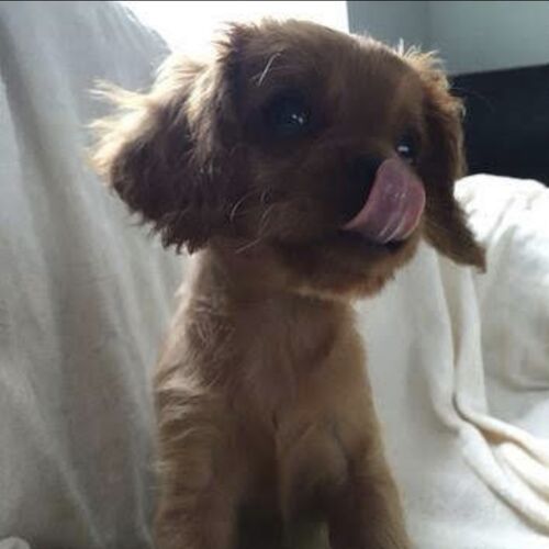 Online Book of Remembrance | Rainbow Bridge Pet Funeral Services