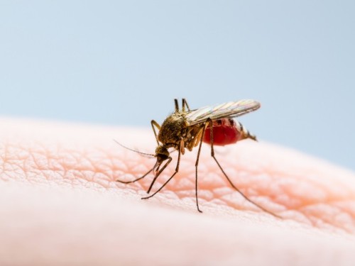 Global Britain & Ending Malaria: The Bottom Line