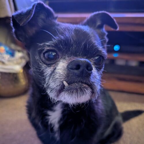 Online Book of Remembrance | Rainbow Bridge Pet Funeral Services