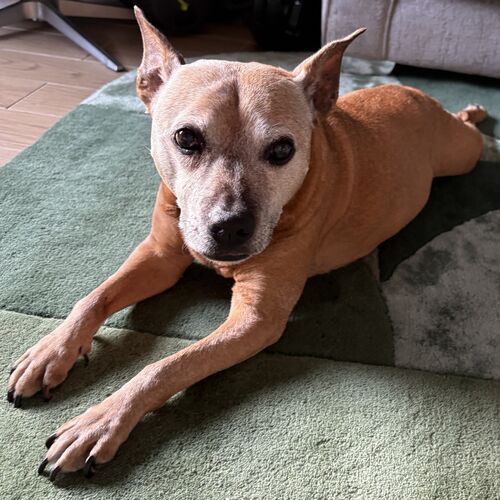 Online Book of Remembrance | Rainbow Bridge Pet Funerals