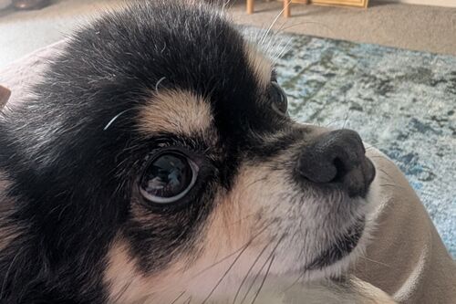 Ozzie