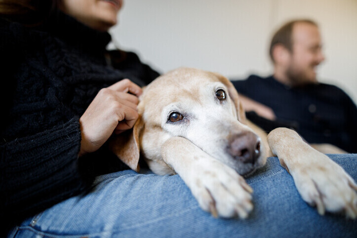 Rainbow Bridge Pet Euthanasia