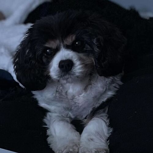 Online Book of Remembrance | Rainbow Bridge Pet Funeral Services