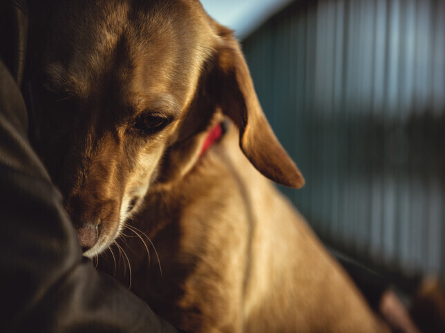 Attended Cremation | Rainbow Bridge Pet Funeral Services