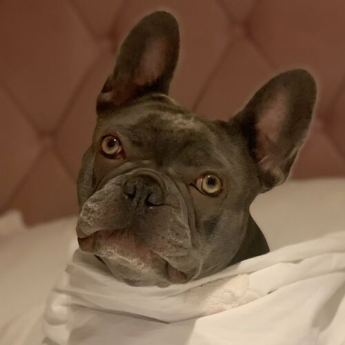 Online Book of Remembrance | Rainbow Bridge Pet Funeral Services