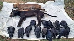 மன்னாரில் நாய்கள், காகங்கள் மர்மமான முறையில் சாவு 