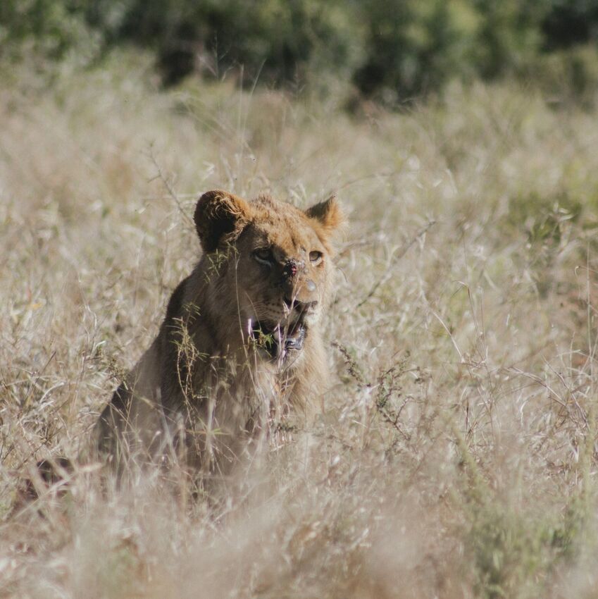 South Africa Retreat (original)