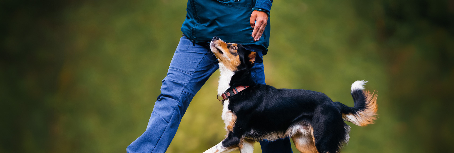 Adult Handling Skills | Brixham Dog Training
