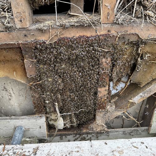 Gallery | East Anglia Apiaries | Raw honey | Local honey | Natural Honey