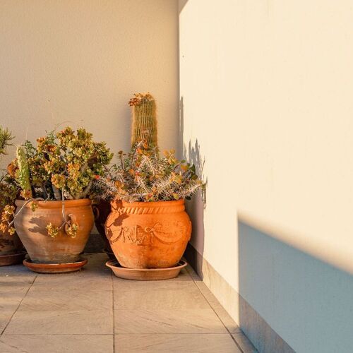 Calle San Miguel, Rojalas