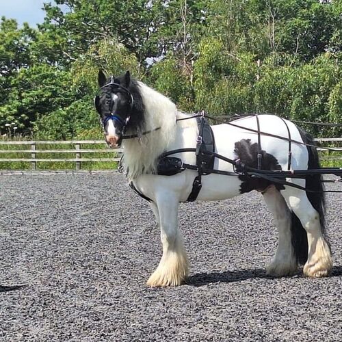 Classic Harness Set - (Sliding Backband) New