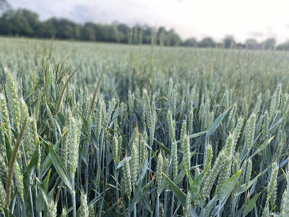 A Sense Of Belonging