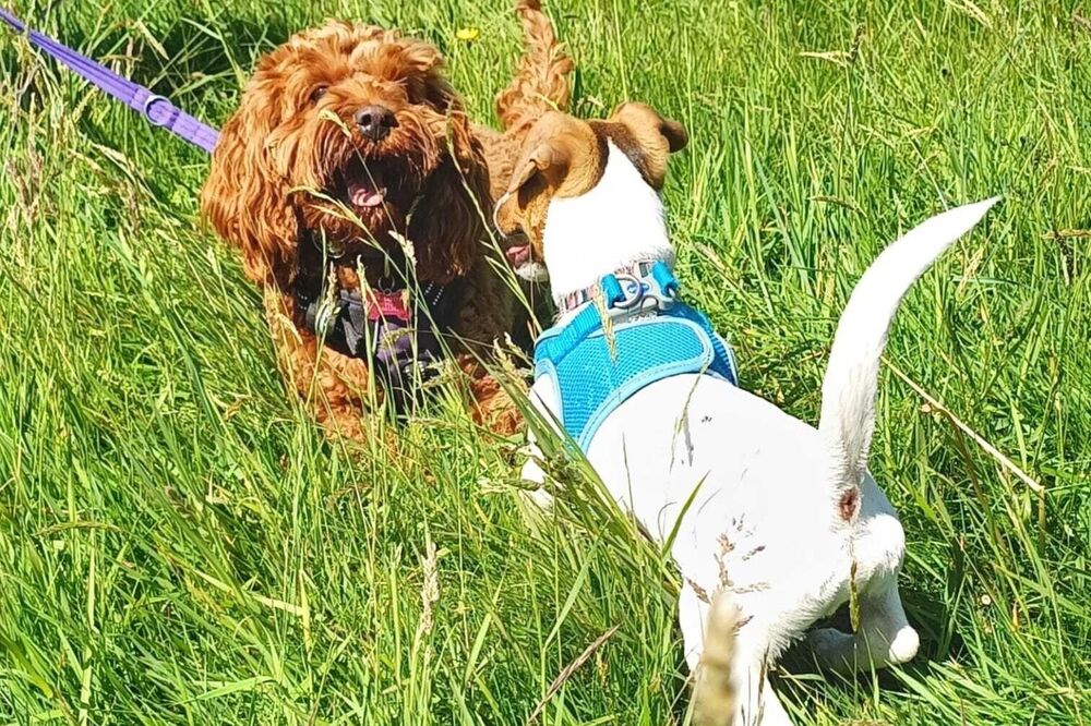 Classes | Help My Dog | Dog trainer Pembrokeshire | Dog behaviourist Pembrokeshire | Help my dog