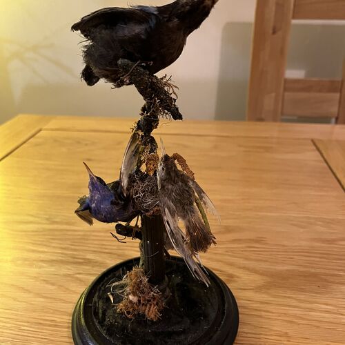 Taxidermy Specimens Under Glass Dome