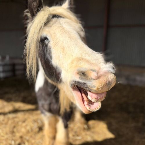 SUMMER EVENTS | Brampton Stables LLP | Riding Lessons in Church Brampton | Horse Riding all ages near Althorp Estate | Learn to Ride near Northampton