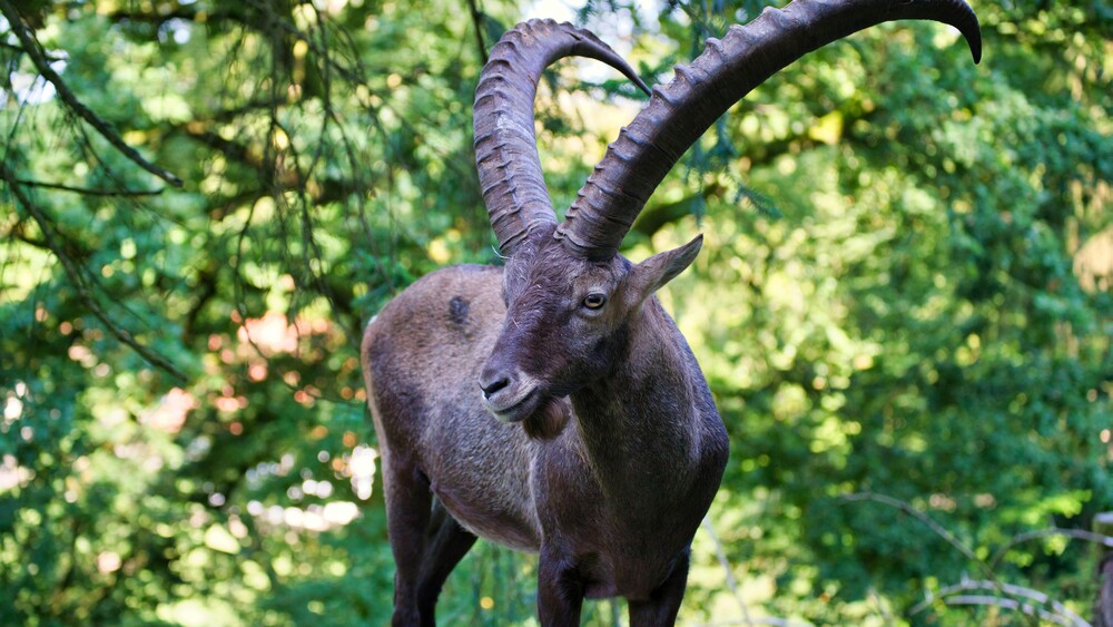 Beyond Commercial Hype: The Cosmic Support Behind New Year’s Resolutions