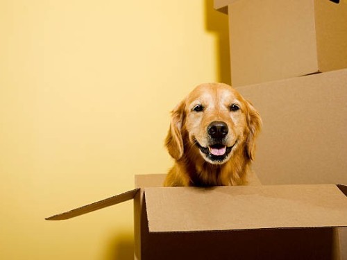 How to Best Handle Your Dog Moving Home: Tips from Shepherd and White