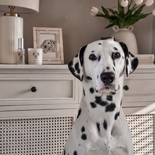 The Dalmatian Car Spray