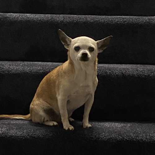 Online Book of Remembrance | Rainbow Bridge Pet Funeral Services