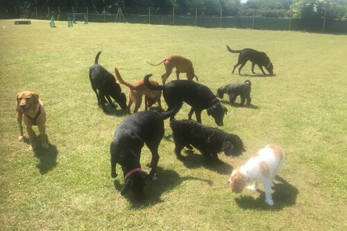 Gallery | Brixham Dog Training