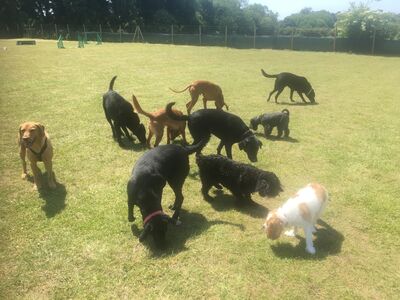 Brixham Dog Training