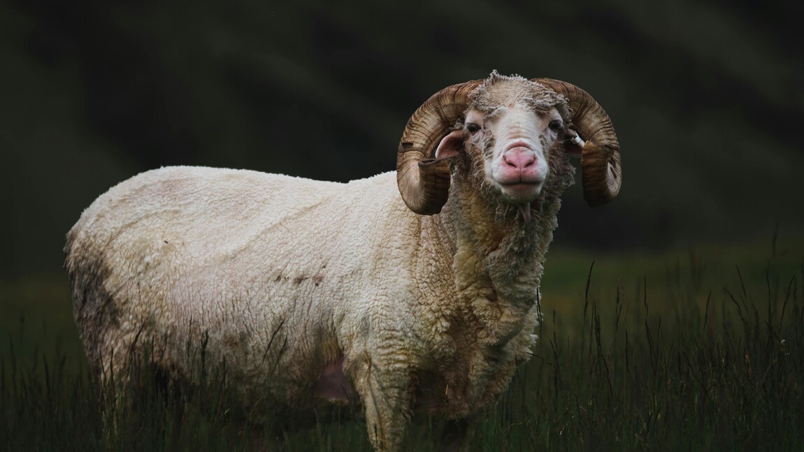 New Moon in Pisces into the Spring Equinox