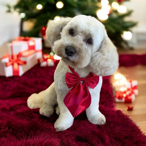 Windle Woofs | Dog Grooming | Photos | Gallery |