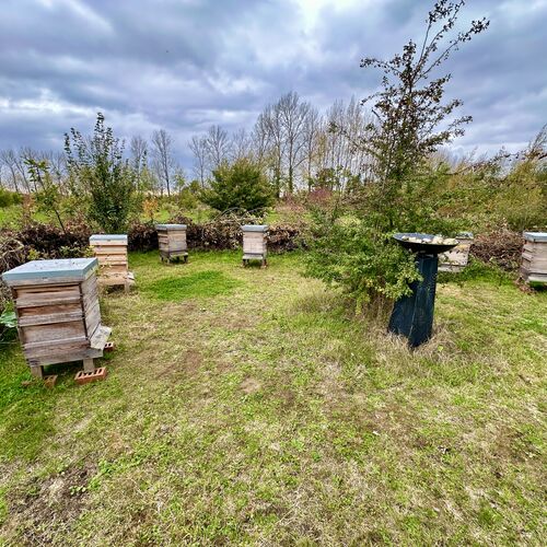 Gallery | East Anglia Apiaries | Raw honey | Local honey | Natural Honey