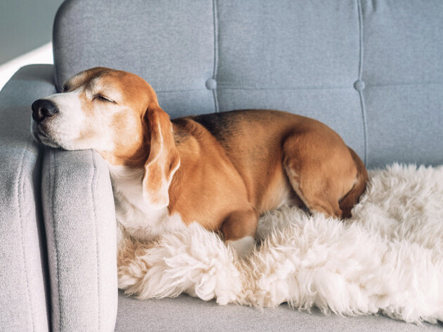 Pet Euthanasia at Home | Rainbow Bridge Pet Euthanasia