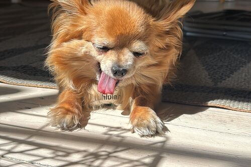 Tallulah