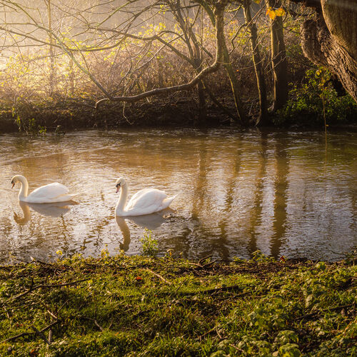 Little Tolpitts Lane, Watford WD18 9QG