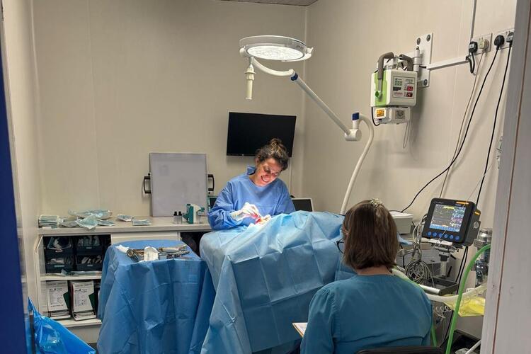 Surgery | Rose Valley Vets