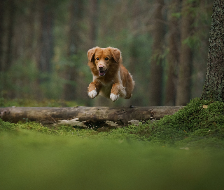 Gallery | Brixham Dog Training