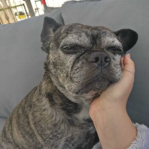 Online Book of Remembrance | Rainbow Bridge Pet Funerals
